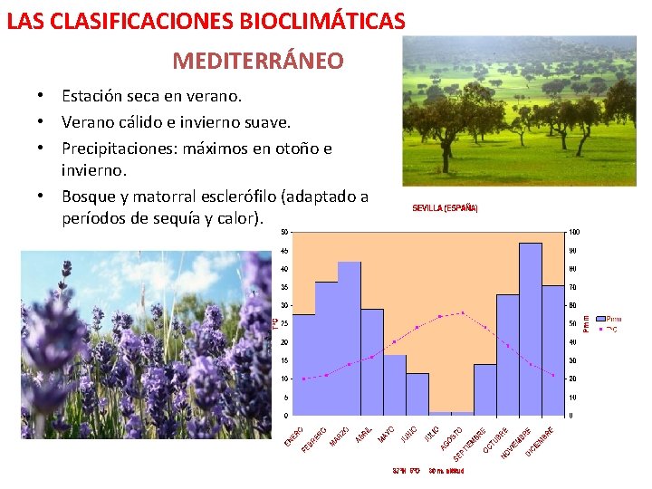 LAS CLASIFICACIONES BIOCLIMÁTICAS MEDITERRÁNEO • Estación seca en verano. • Verano cálido e invierno