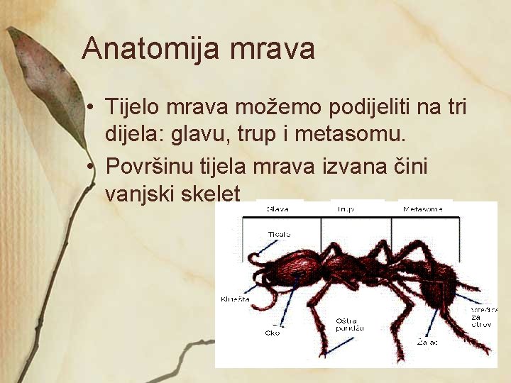 Anatomija mrava • Tijelo mrava možemo podijeliti na tri dijela: glavu, trup i metasomu.