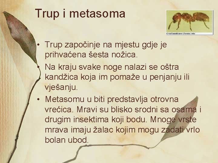 Trup i metasoma • Trup započinje na mjestu gdje je prihvaćena šesta nožica. •