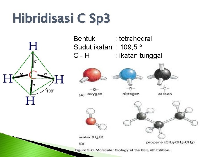 Hibridisasi C Sp 3 Bentuk : tetrahedral Sudut ikatan : 109, 5 º C-H