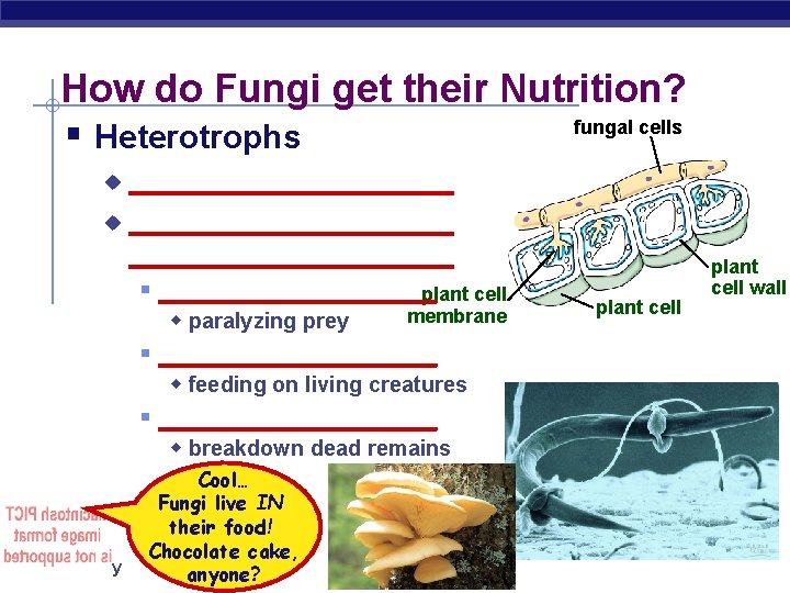 How do Fungi get their Nutrition? fungal cells § Heterotrophs __________ u ___________________ u