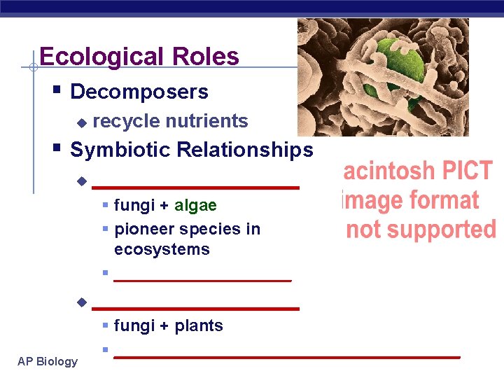 Ecological Roles § Decomposers u recycle nutrients § Symbiotic Relationships u __________ § fungi