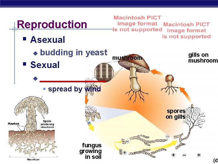 Reproduction § Asexual u budding in yeast § Sexual u gills on mushroom _______