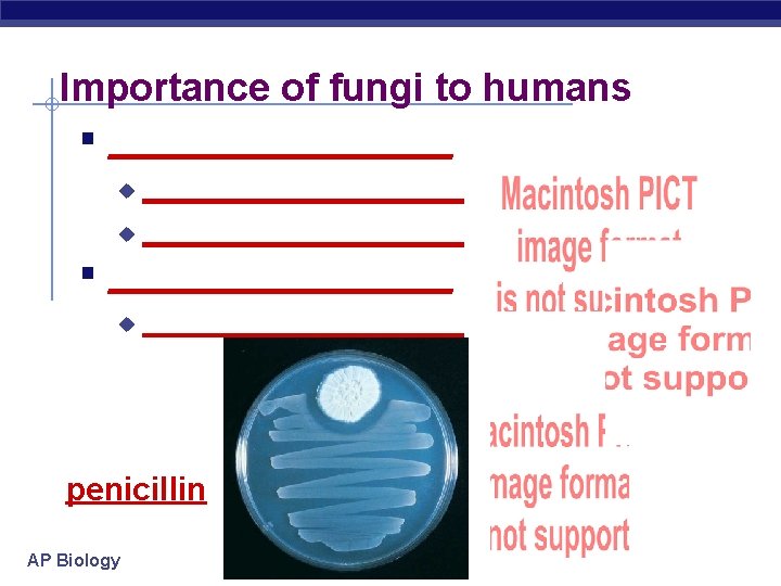 Importance of fungi to humans § ___________________ u § __________ u __________ penicillin AP