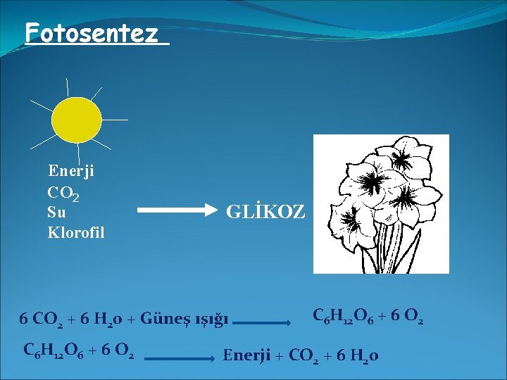 Fotosentez Enerji CO 2 Su Klorofil GLİKOZ 6 CO 2 + 6 H 20