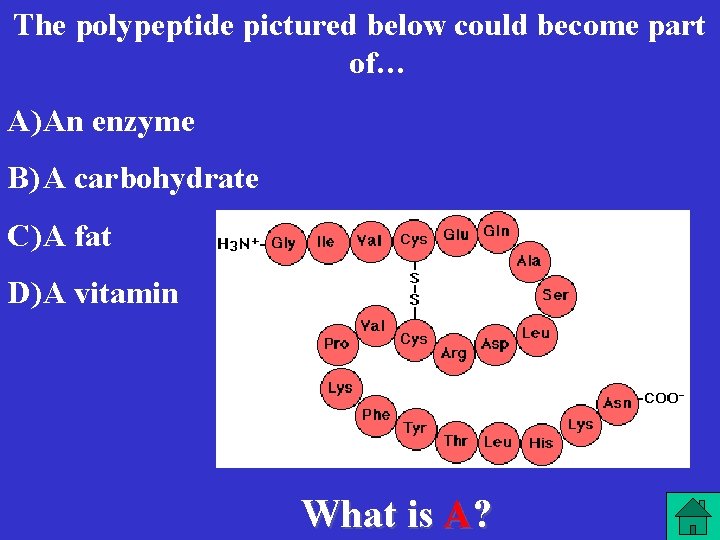 The polypeptide pictured below could become part of… A) An enzyme B) A carbohydrate