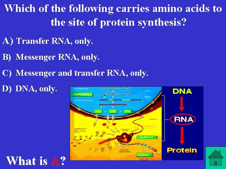 Which of the following carries amino acids to the site of protein synthesis? A)