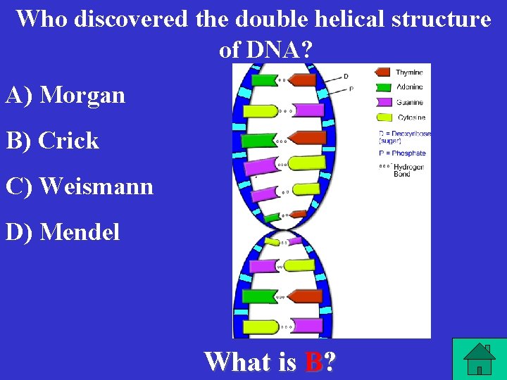 Who discovered the double helical structure of DNA? A) Morgan B) Crick C) Weismann