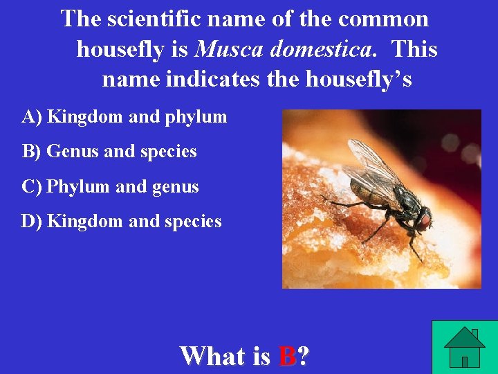 The scientific name of the common housefly is Musca domestica. This name indicates the