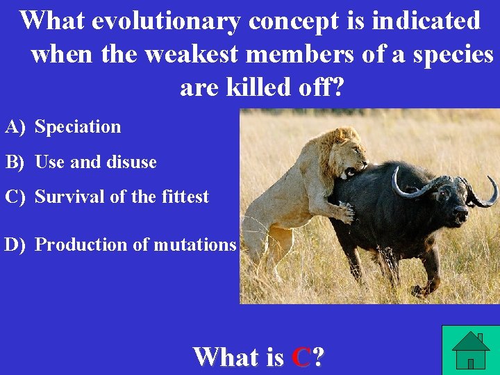 What evolutionary concept is indicated when the weakest members of a species are killed