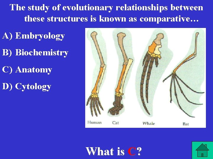 The study of evolutionary relationships between these structures is known as comparative… A) Embryology
