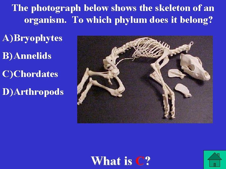 The photograph below shows the skeleton of an organism. To which phylum does it