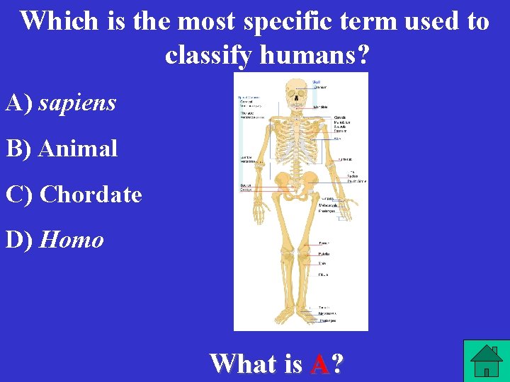 Which is the most specific term used to classify humans? A) sapiens B) Animal