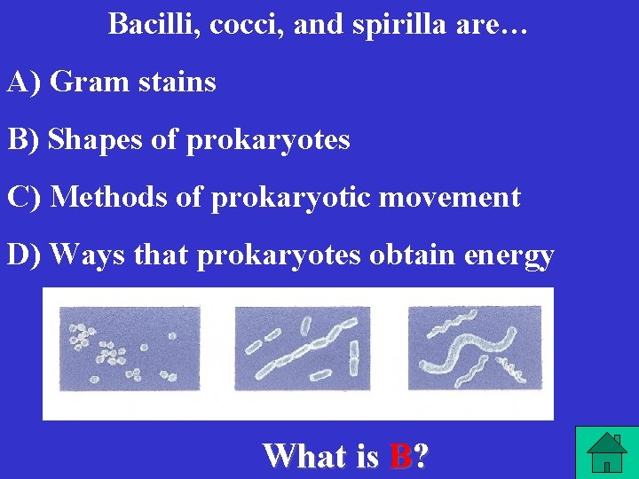 Bacilli, cocci, and spirilla are… A) Gram stains B) Shapes of prokaryotes C) Methods