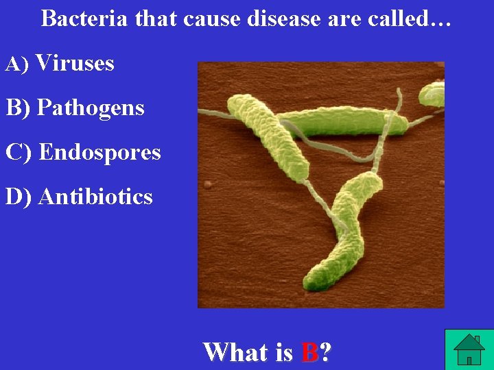 Bacteria that cause disease are called… A) Viruses B) Pathogens C) Endospores D) Antibiotics