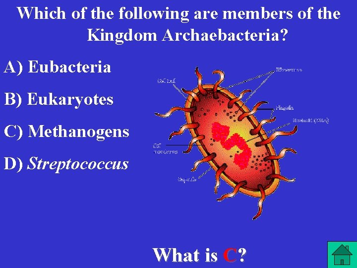 Which of the following are members of the Kingdom Archaebacteria? A) Eubacteria B) Eukaryotes