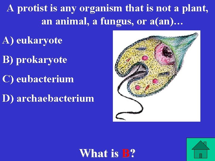 A protist is any organism that is not a plant, an animal, a fungus,