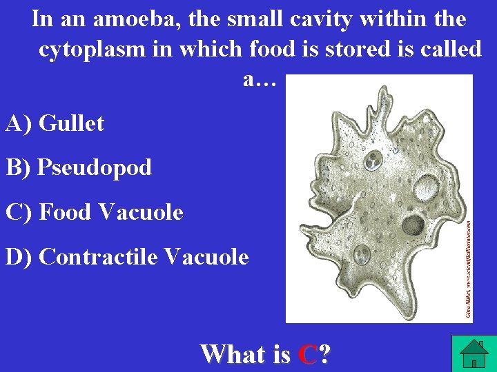 In an amoeba, the small cavity within the cytoplasm in which food is stored