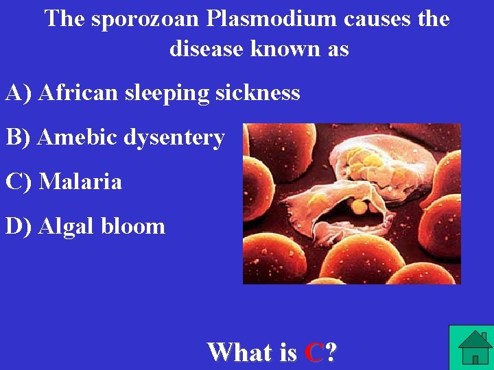 The sporozoan Plasmodium causes the disease known as A) African sleeping sickness B) Amebic