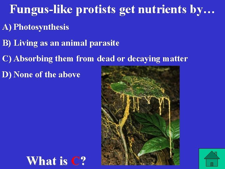 Fungus-like protists get nutrients by… A) Photosynthesis B) Living as an animal parasite C)