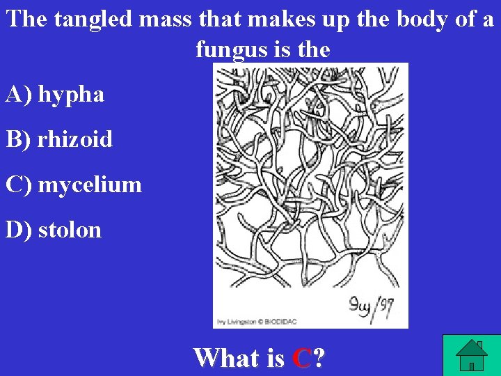 The tangled mass that makes up the body of a fungus is the A)