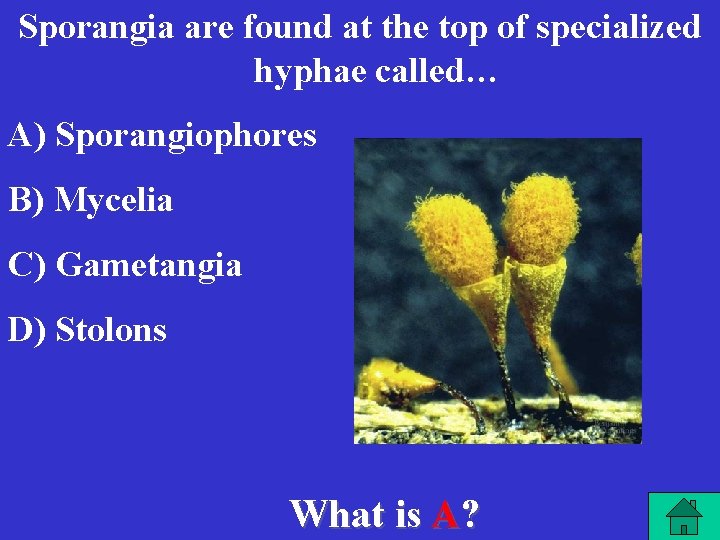 Sporangia are found at the top of specialized hyphae called… A) Sporangiophores B) Mycelia