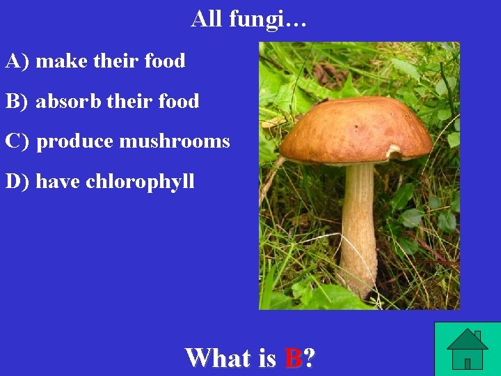 All fungi… A) make their food B) absorb their food C) produce mushrooms D)