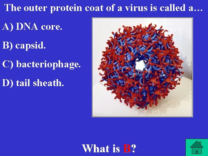 The outer protein coat of a virus is called a… A) DNA core. B)