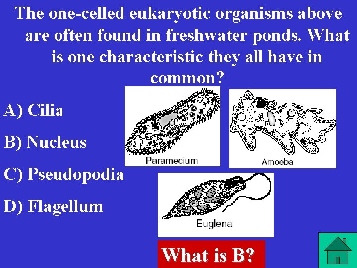 The one-celled eukaryotic organisms above are often found in freshwater ponds. What is one