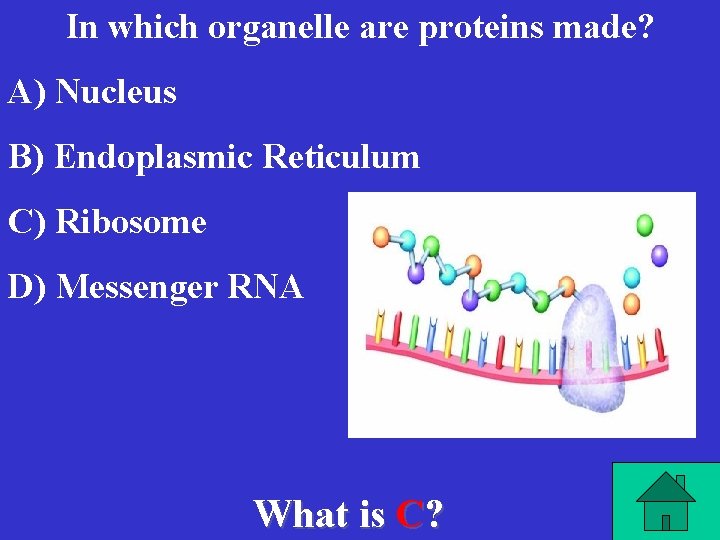 In which organelle are proteins made? A) Nucleus B) Endoplasmic Reticulum C) Ribosome D)