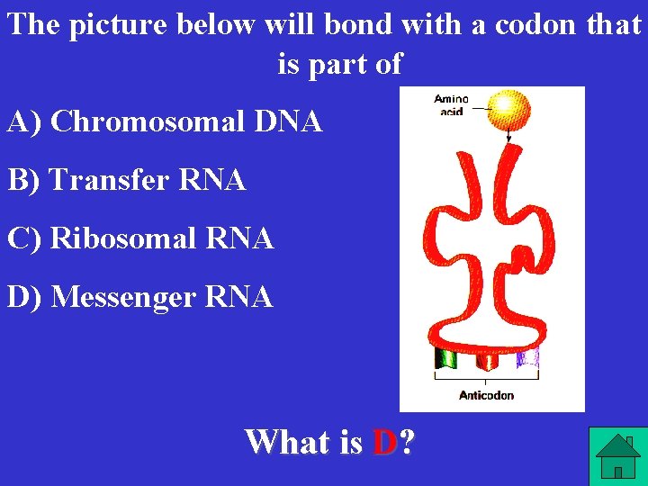 The picture below will bond with a codon that is part of A) Chromosomal