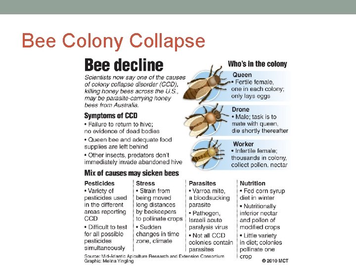 Bee Colony Collapse 