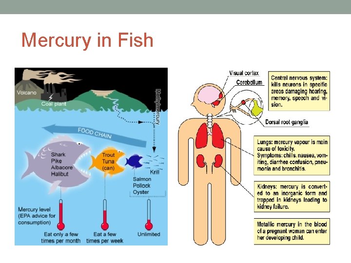 Mercury in Fish 