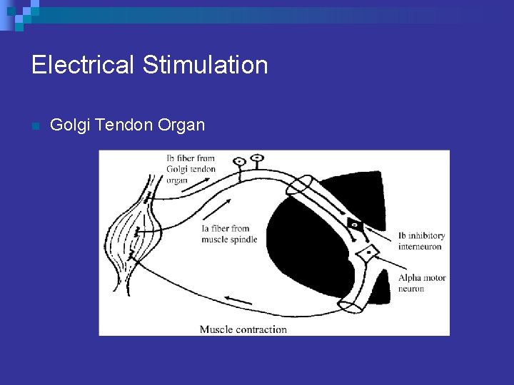 Electrical Stimulation n Golgi Tendon Organ 