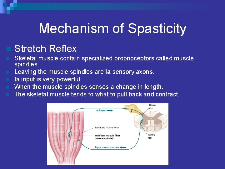 Mechanism of Spasticity n Stretch Reflex n Skeletal muscle contain specialized proprioceptors called muscle