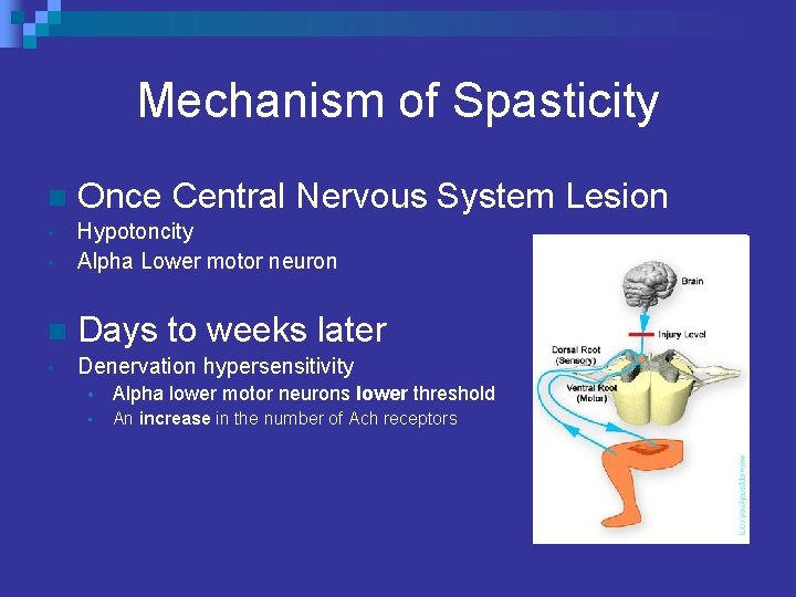 Mechanism of Spasticity n Once Central Nervous System Lesion • • Hypotoncity Alpha Lower