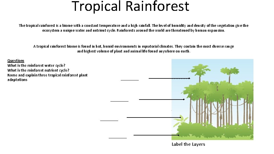 Tropical Rainforest The tropical rainforest is a biome with a constant temperature and a