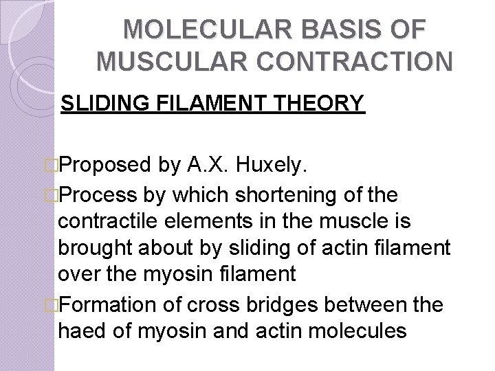 MOLECULAR BASIS OF MUSCULAR CONTRACTION SLIDING FILAMENT THEORY �Proposed by A. X. Huxely. �Process