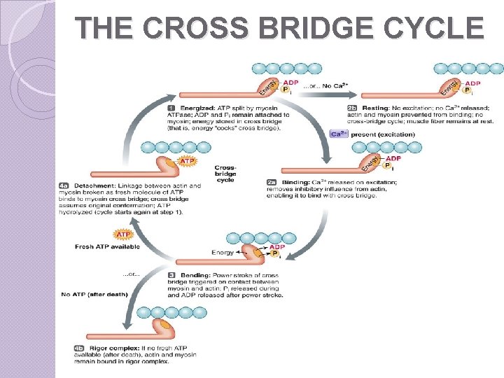 THE CROSS BRIDGE CYCLE 
