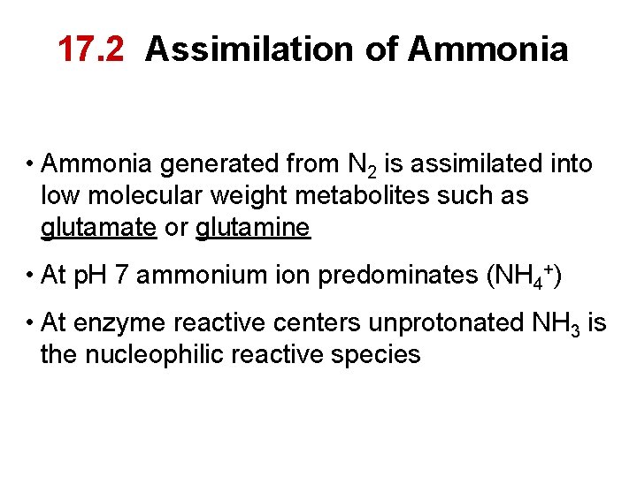 17. 2 Assimilation of Ammonia • Ammonia generated from N 2 is assimilated into