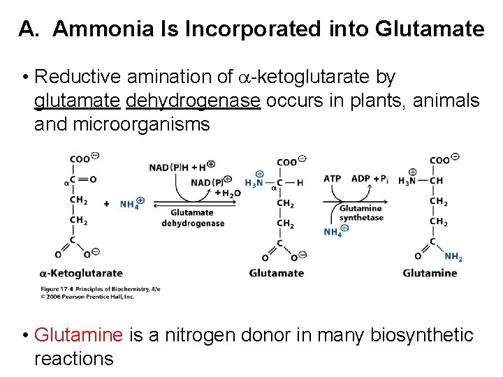 A. Ammonia Is Incorporated into Glutamate • Reductive amination of a-ketoglutarate by glutamate dehydrogenase