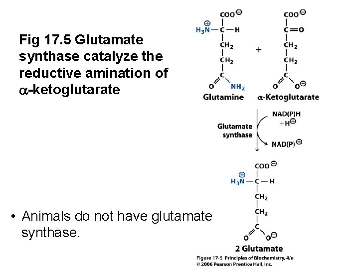 Fig 17. 5 Glutamate synthase catalyze the reductive amination of a-ketoglutarate • Animals do