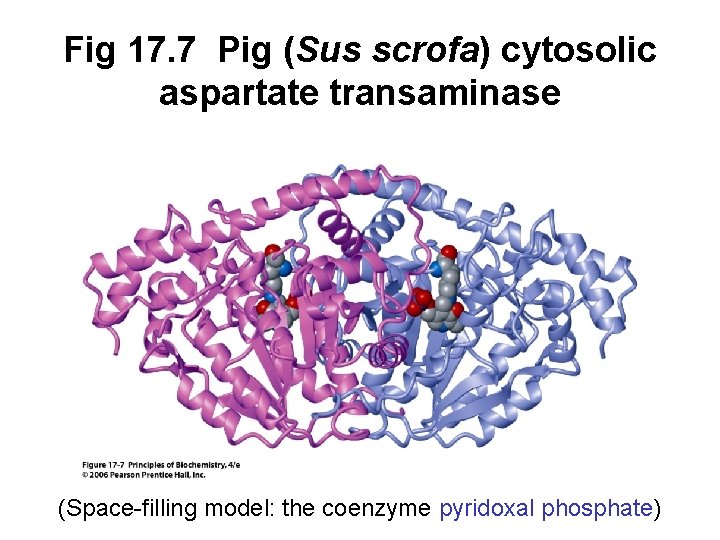 Fig 17. 7 Pig (Sus scrofa) cytosolic aspartate transaminase (Space-filling model: the coenzyme pyridoxal