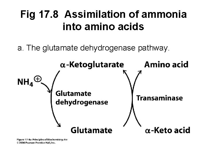 Fig 17. 8 Assimilation of ammonia into amino acids a. The glutamate dehydrogenase pathway.