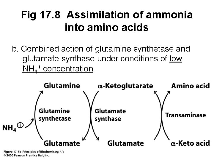 Fig 17. 8 Assimilation of ammonia into amino acids b. Combined action of glutamine