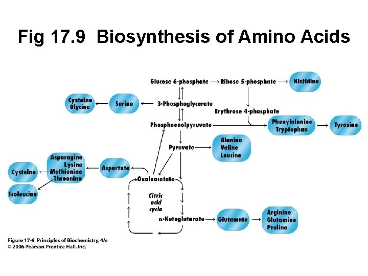 Fig 17. 9 Biosynthesis of Amino Acids 