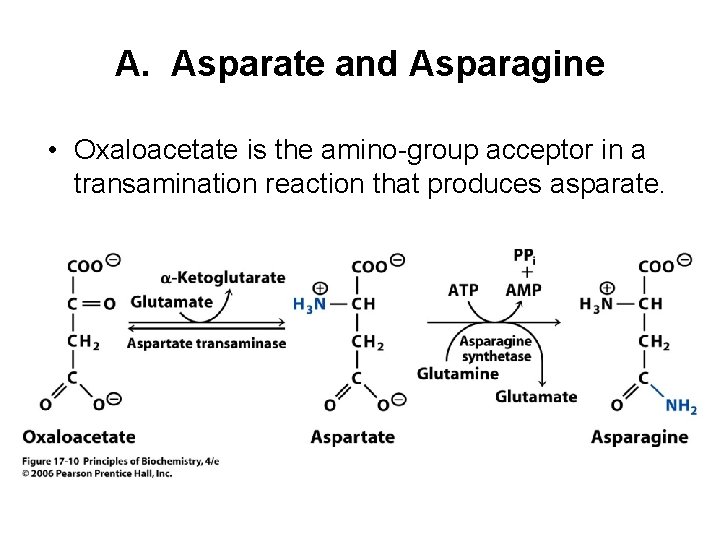 A. Asparate and Asparagine • Oxaloacetate is the amino-group acceptor in a transamination reaction