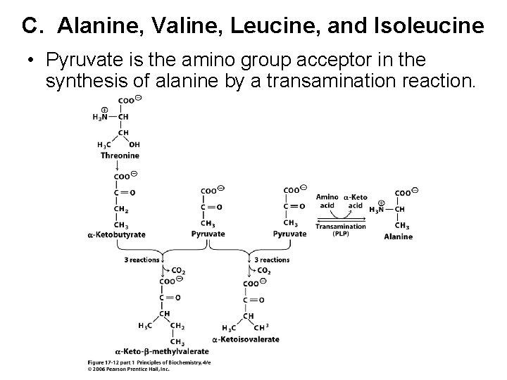 C. Alanine, Valine, Leucine, and Isoleucine • Pyruvate is the amino group acceptor in