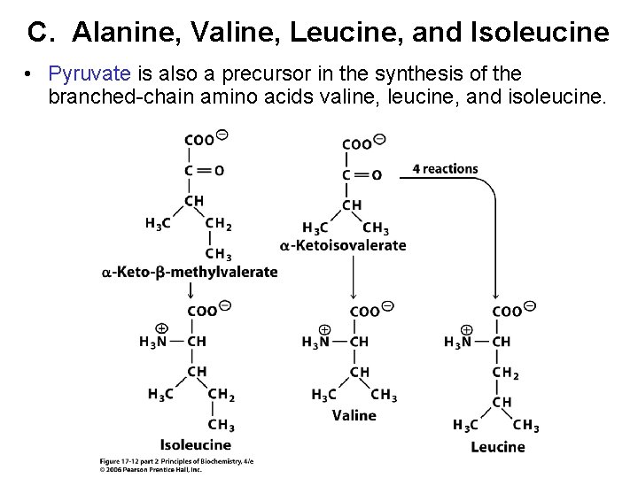 C. Alanine, Valine, Leucine, and Isoleucine • Pyruvate is also a precursor in the