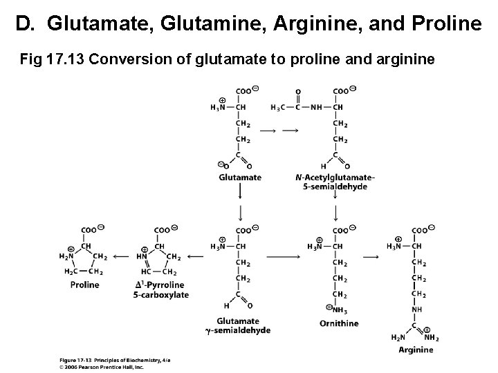 D. Glutamate, Glutamine, Arginine, and Proline Fig 17. 13 Conversion of glutamate to proline